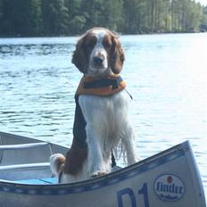 Welsh springer spaniel Sif