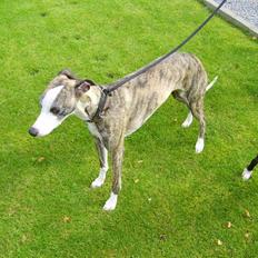 Whippet ashley