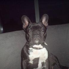 Fransk bulldog Bastian (BASTER) oprindel