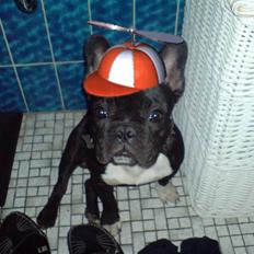 Fransk bulldog Bastian (BASTER) oprindel