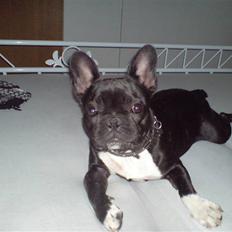 Fransk bulldog Bastian (BASTER) oprindel