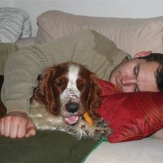 Welsh springer spaniel Oskar
