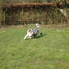 Australian shepherd Saphira