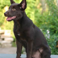 Australsk kelpie Dooley 