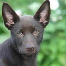 Australsk kelpie Dooley 