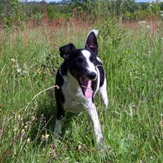 Glathåret foxterrier Franco, Tryllefyr, 
