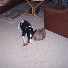 Glathåret foxterrier Franco, Tryllefyr, 