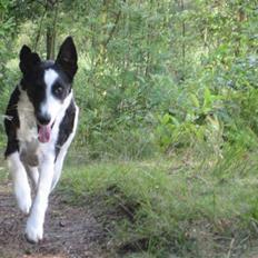 Glathåret foxterrier Franco, Tryllefyr, 