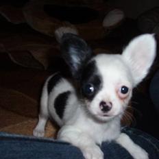 Chihuahua Callista