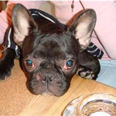 Fransk bulldog Vicky - R.I.P :-(