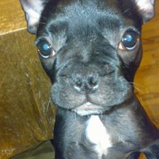 Fransk bulldog Vicky - R.I.P :-(