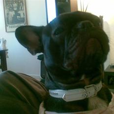 Fransk bulldog Vicky - R.I.P :-(