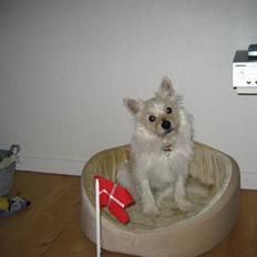 Blanding af racer Kenzo