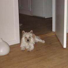 Blanding af racer Kenzo