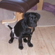 Labrador retriever Freya