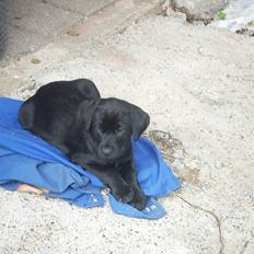 Labrador retriever Freya