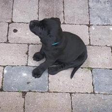 Labrador retriever Freya