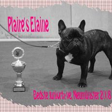 Fransk bulldog Plaire´s Elaine