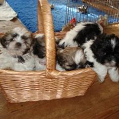 Shih tzu Monson