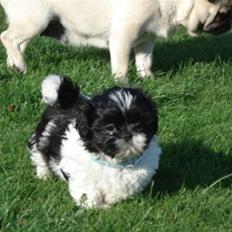Shih tzu Monson