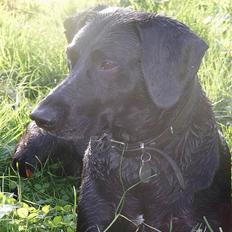 Blanding af racer Victor