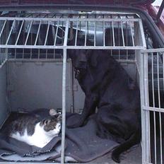 Blanding af racer Victor