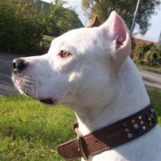 Amerikansk staffordshire terrier Fendi