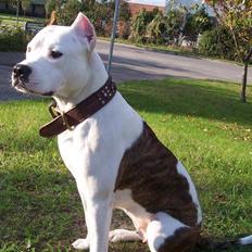 Amerikansk staffordshire terrier Fendi
