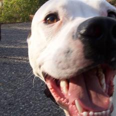 Amerikansk staffordshire terrier Fendi