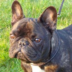 Fransk bulldog Plaire´s Elaine