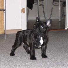 Fransk bulldog Plaire´s Elaine