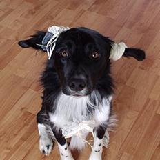 Blanding af racer snuske