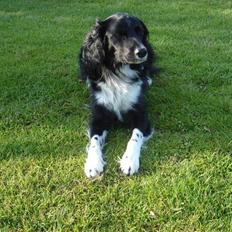 Blanding af racer snuske