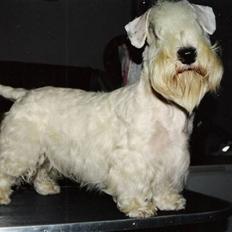 Sealyham terrier Lasse 