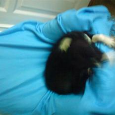 Amerikansk staffordshire terrier paco