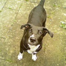 Blanding af racer King