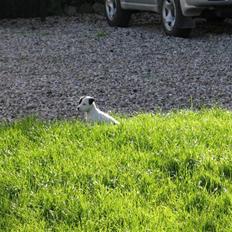 Jack russell terrier Bandit