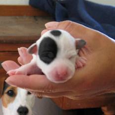 Jack russell terrier Bandit