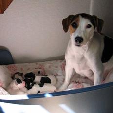 Jack russell terrier Bandit