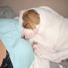 Amerikansk bulldog basse (RIP MIN SKAT)