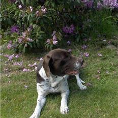 Gammel dansk hønsehund Bambi <33