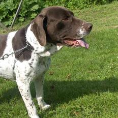 Gammel dansk hønsehund Bambi <33