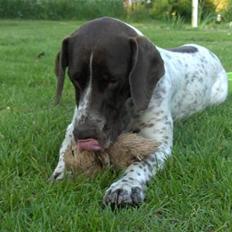 Gammel dansk hønsehund Stampe <33!! 