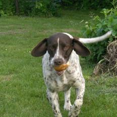 Gammel dansk hønsehund Stampe <33!! 