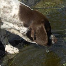 Gammel dansk hønsehund Stampe <33!! 