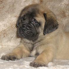 Mastiff guffi