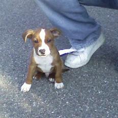 Staffordshire bull terrier Zamzam