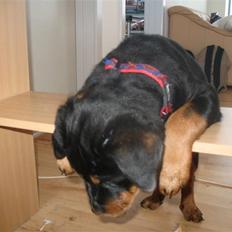 Rottweiler Gisken von Haus Nomis