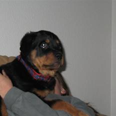 Rottweiler Gisken von Haus Nomis