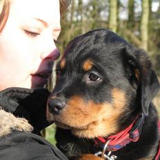 Rottweiler Gisken von Haus Nomis